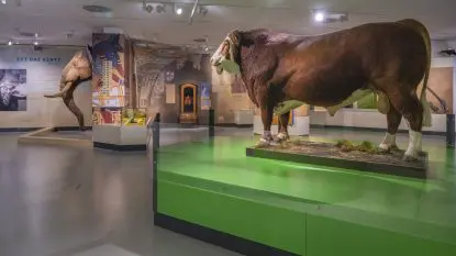 Präparierte Kuh Ausstellung im Haus der Natur